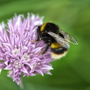 White-tailed bumblebee
